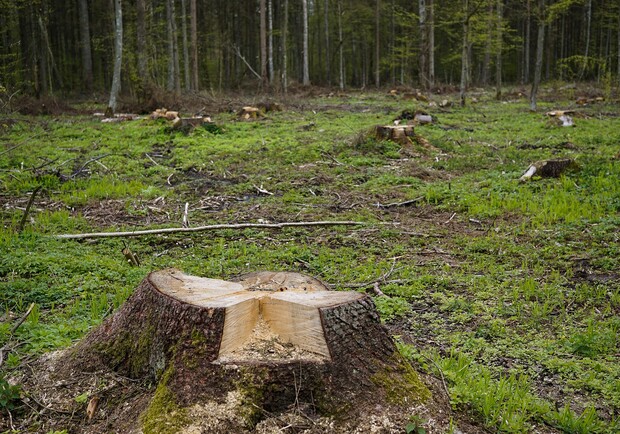 "Киевавтодор" вырубит 40 гектаров леса. Фото: pixabay