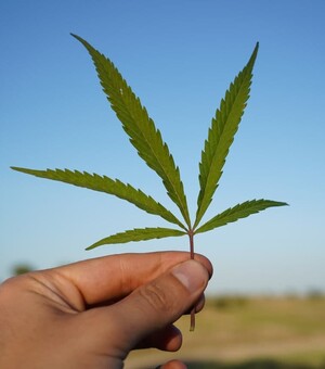 В Украине частично разрешили медицинский каннабис: что не так с 