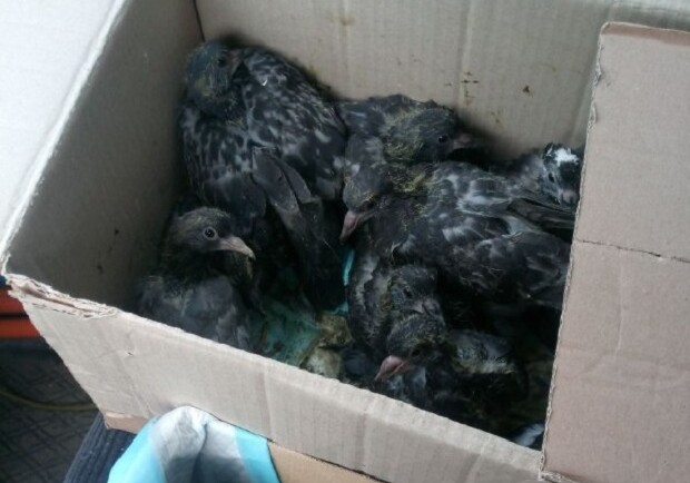 Потому что ненавидят птиц: в Киеве жители дома на чердаке замуровали голубей. Фото: KARG.