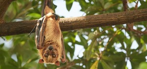 Почти выпускной: киевский зоопарк выпустил на свободу спасенных летучих мышей