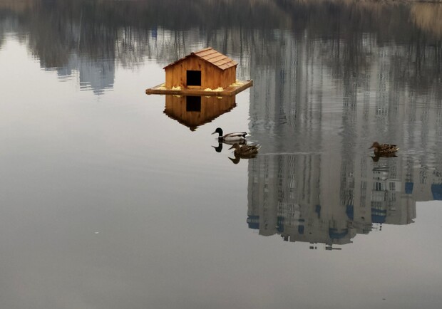 Новоселье для водоплавающих: на озере "Лебединое" установили домики для уток. Фото: "Киевзеленбуд".