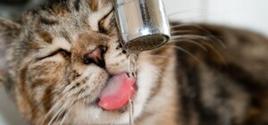 Пий з-під крану: ще один район Львова отримуватиме воду без хлору