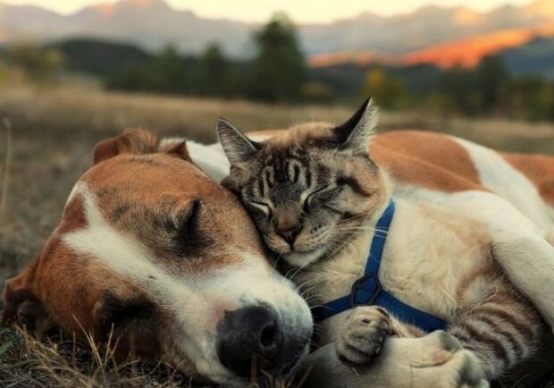 Киевлян будут поощрять, если они будут забирать животных из приюта. Фото: Kings Keep Farm Dogs/Pinterest 