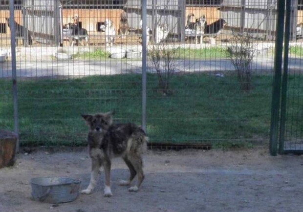 Спасли от живодера: У киевлянина отобрали собак, над которыми он издевался - фото: Центр защиты животных