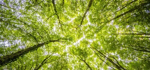 На Теремках массово вырубили деревья: в 