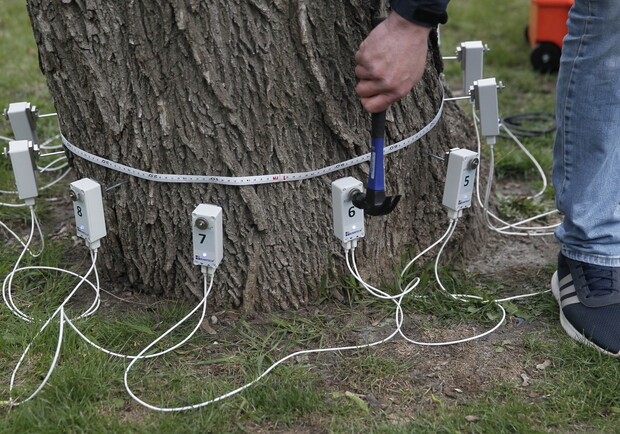 В "Киевзеленбуд" приобрели устройство для диагностики деревьев - фото: КГГА