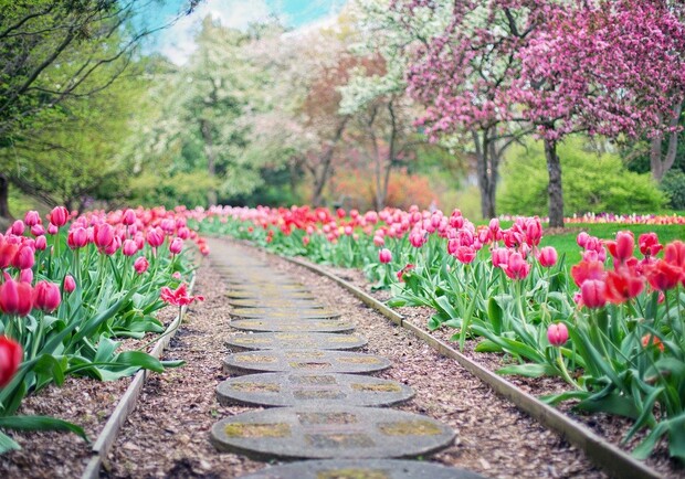 На Спивочем поле пройдет традиционный фестиваль тюльпанов. Фото: pixabay