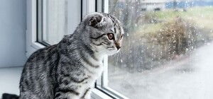 Будь в курсе: какая погода ждет киевлян на следующей неделе