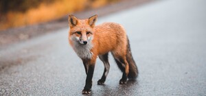 Выпрыгнула из-под досок: в Киеве на женщину напала бешеная лиса