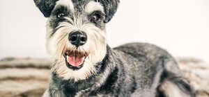 Парад хвостатых: в Киеве пройдет марш шотландских терьеров