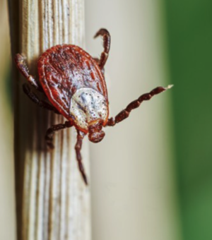 Сезон начался: что делать, если укусил клещ в Днепре