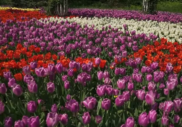 Выставку тюльпанов на Спивочем поле перенесли. Фото: "Спивоче".