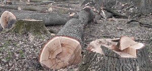Под застройку: в Пуще-Водице спиливают вековые дубы