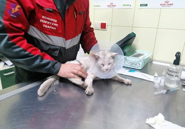 КАРГ собирает деньги на лечение кота, упавшего в шахту лифта. Фото: КАРГ,
