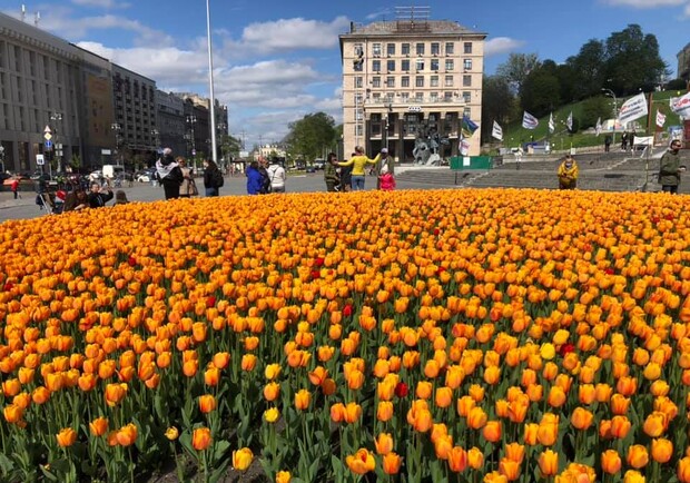 Тюльпаны в центре Киева. Фото: Facebook Алексея Короля 