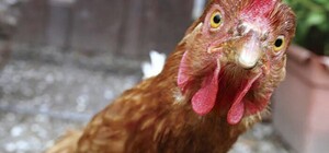 Не отравись: на прилавках одесских магазинов нашли курятину с антибиотиками  