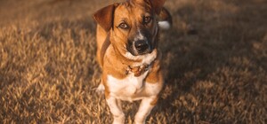 Нелюди: в лесу под Киевом неизвестные бросили собаку со связанными лапами