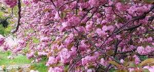 Иди смотреть: в Одесском ботсаду цветет пышная сакура 