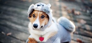 Діставай шапку: у Львові прогнозують сильні заморозки