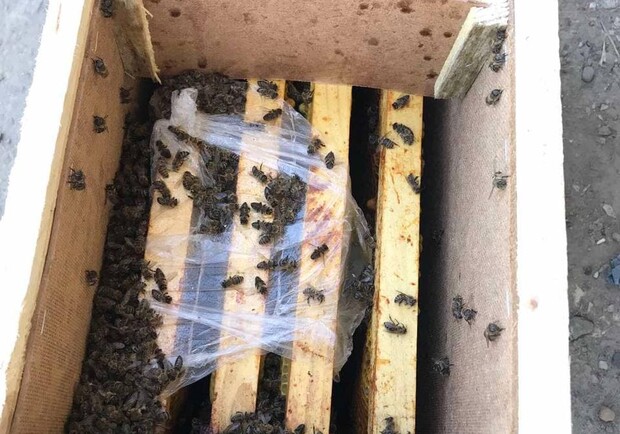 Пчелы, которые якобы погибли в грузовике "Укрпочты", начали оживать. Фото: Виталий Глагола