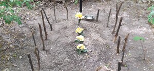 С цветами и оградками: жители Теремков возмущены местным захоронением животных