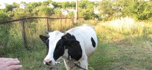 Добкин считает, что импортное мясо Украине не нужно