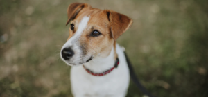 На Отрадном два пса напали на джек-рассела: их хозяина еще не нашли