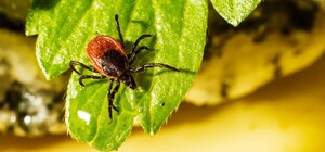 Укусил клещ: в Харьковской области у восьми человек диагностировали болезнь Лайма