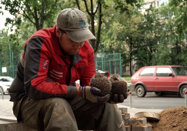  Под Киевом, чтобы достать ежей разобрали подъезд. Фото: Kyiv Animal Rescue Group