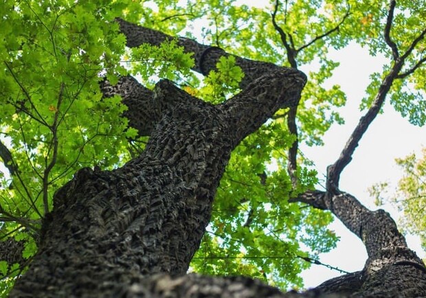 Четырехсотлетний дуб и катальпа получили охранный статус. Фото: Киевсовет. 