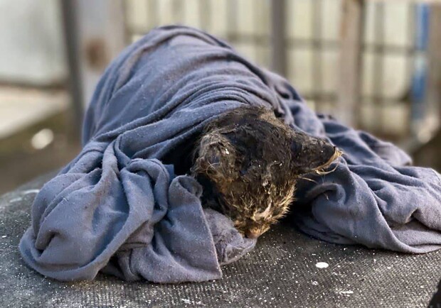 В Киеве во время пожара спасли котенка. Фото: ДСНС Киева