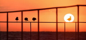 Сделано в Одессе: снимок нашего фотографа отметили на конкурсе в Японии