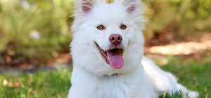 Собачникам на радость: заработала виртуальная карта мест для выгула четырехлапых