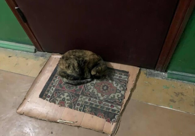В Киеве женщина переехала и оставила кошку на улице. Животное спит под дверью. Фото: dtp.kiev.ua