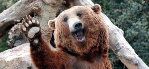 Будут жить у водопада: запорожские медведи 