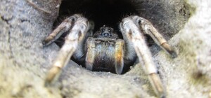 Ой, мамочки: в Днепре заметили огромного тарантула