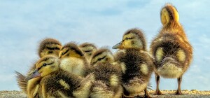 Безжалостный: в Киеве водитель переехал выводок утят, переходивших дорогу