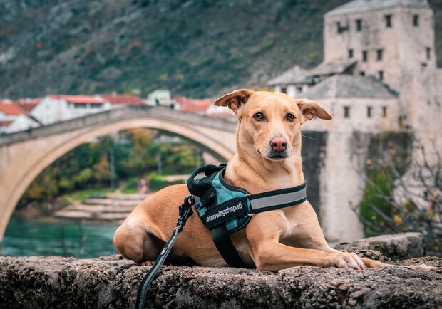  Собака киевских путешественников объездила 30 стран и установила национальный рекорд. Фото:Traveling Chapati
