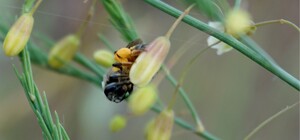 Андрена золотоногая: в Чернобыле заметили редкое насекомое 
