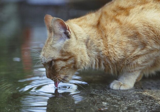 Киевлян призывают оставлять воду для бездомных животных. Фото из открытых источников.