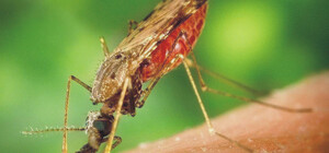 Подозревали ковид: у одессита выявили малярию