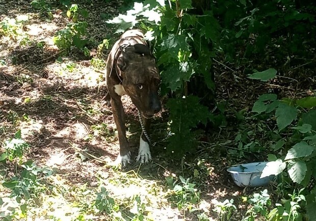В Киеве в парке спасли истощенного породистого пса. Фото: Патрульная полиция Киева