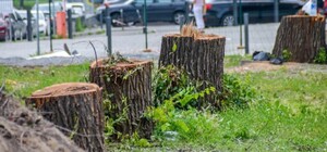 Остались одни пеньки: на площади Успенской срезали полсотни деревьев