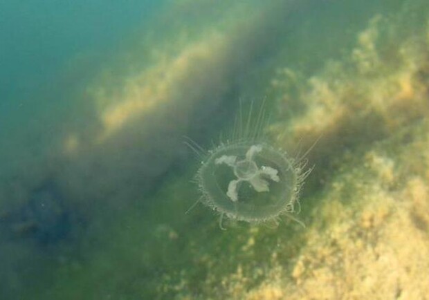 В Киеве в Днепре обнаружили пресноводных медуз. Фото: kmsk.dp.ua.