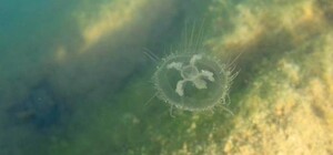 Эколог рассказал, о чем говорит появление медуз в Днепре