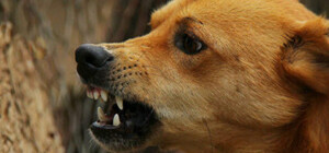 В Запорожской области на пенсионерку напал домашний пес: что делать при укусе 