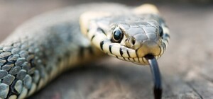 Напугала прохожих: в Днепре около магазина ползала змея