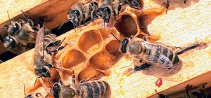 Буде солодко: львів'ян кличуть на медовий фестиваль