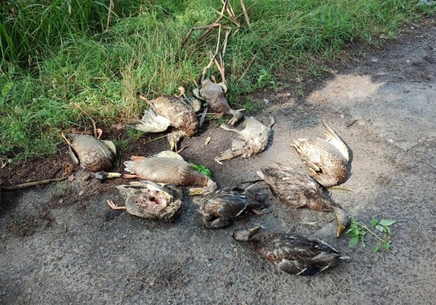 На озере в Голосеевском районе погибают утки и рыба. Фото: "Cусіди. Голосієво."