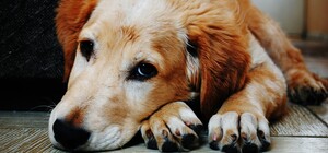 Что делать: в Днепре все чаще воруют домашних собак